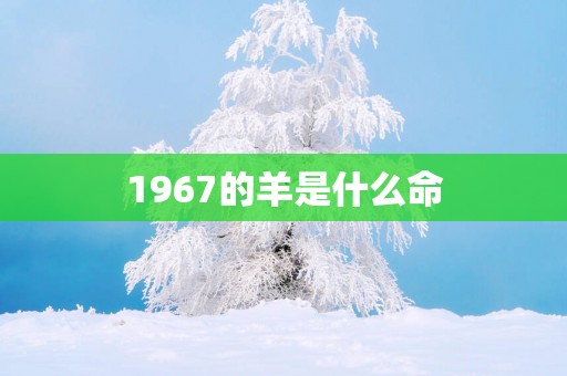 1967的羊是什么命