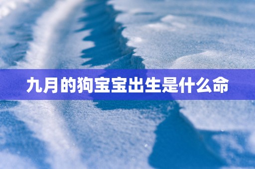 九月的狗宝宝出生是什么命