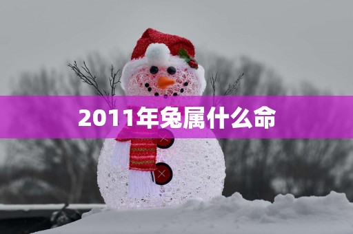 2011年兔属什么命