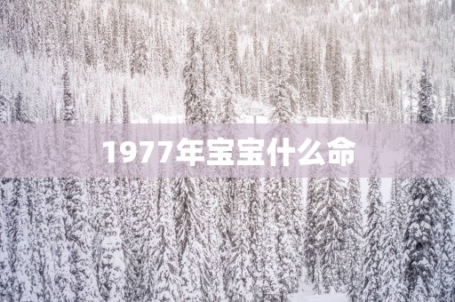 1977年宝宝什么命
