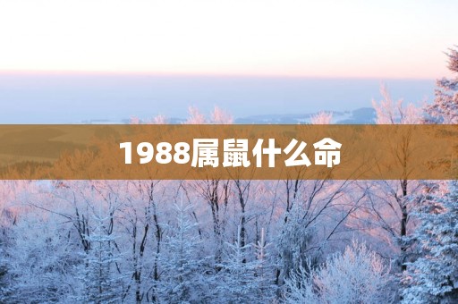 1988属鼠什么命
