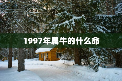 1997年属牛的什么命