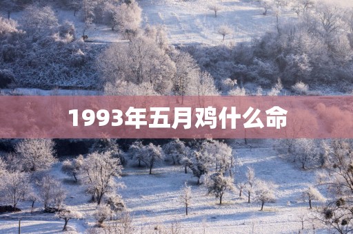 1993年五月鸡什么命