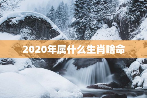 2025年属什么生肖啥命