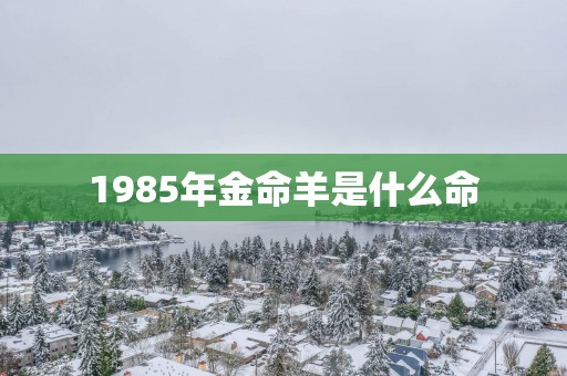 1985年金命羊是什么命