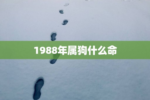 1988年属狗什么命