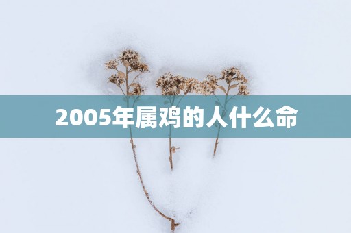 2005年属鸡的人什么命
