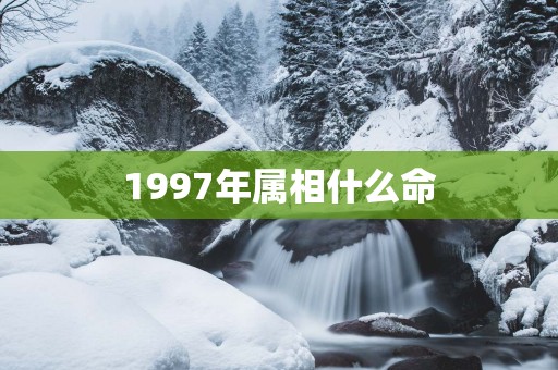 1997年属相什么命