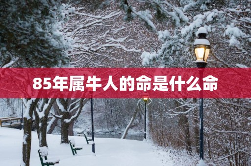 85年属牛人的命是什么命