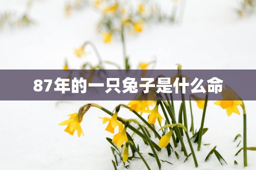 87年的一只兔子是什么命
