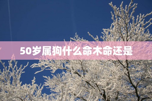 50岁属狗什么命木命还是
