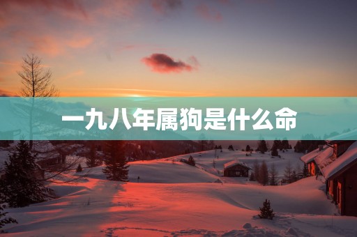 一九八年属狗是什么命