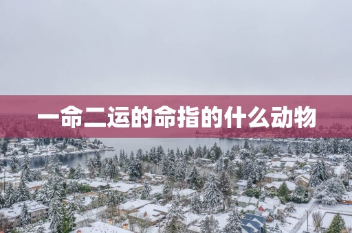一命二运的命指的什么动物