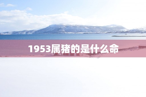 1953属猪的是什么命