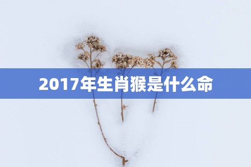 2017年生肖猴是什么命