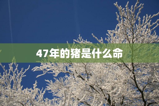 47年的猪是什么命