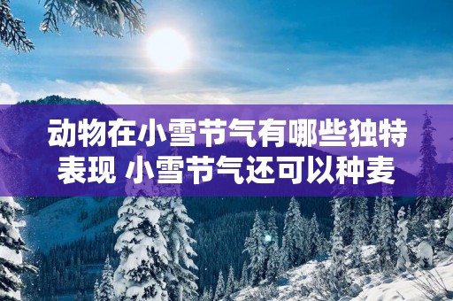 动物在小雪节气有哪些独特表现 小雪节气还可以种麦吗
