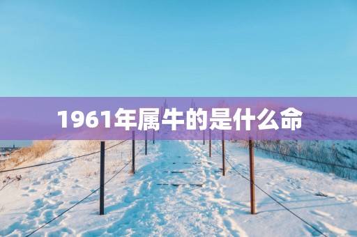 1961年属牛的是什么命