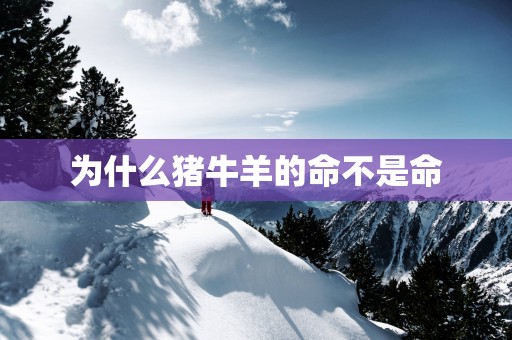 为什么猪牛羊的命不是命