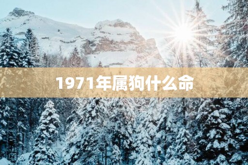 1971年属狗什么命
