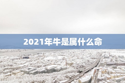2025年牛是属什么命