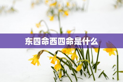 东四命西四命是什么