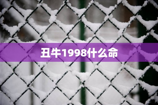丑牛1998什么命