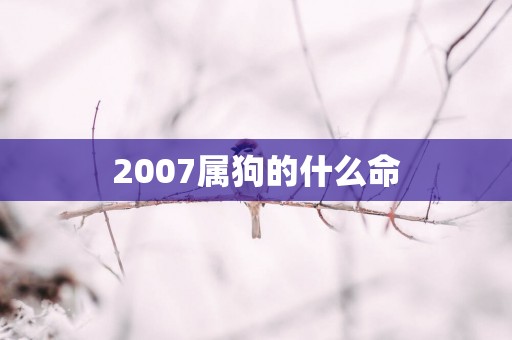 2007属狗的什么命