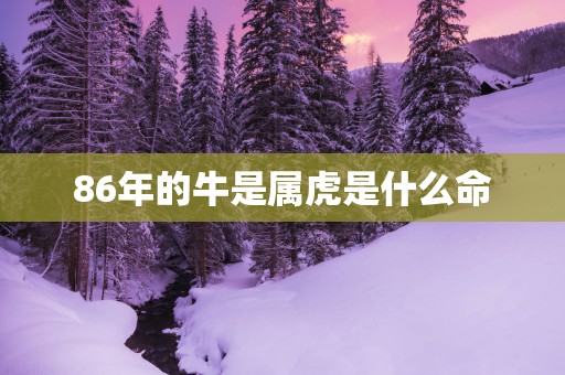 86年的牛是属虎是什么命