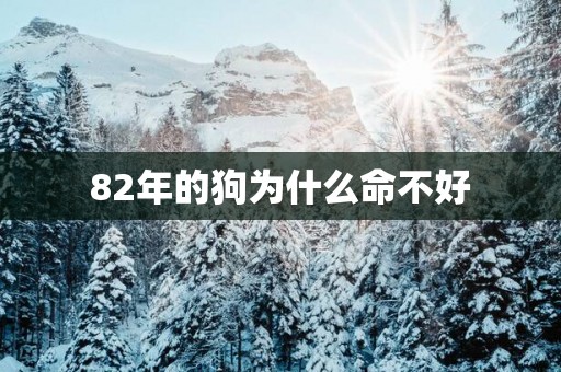 82年的狗为什么命不好
