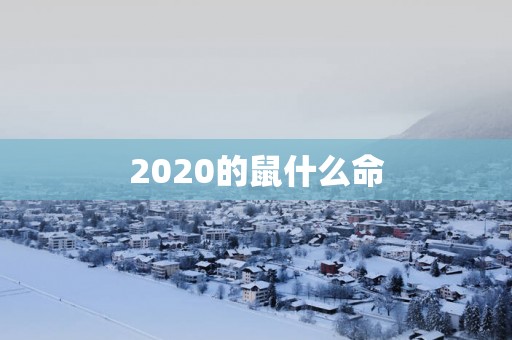 2025的鼠什么命