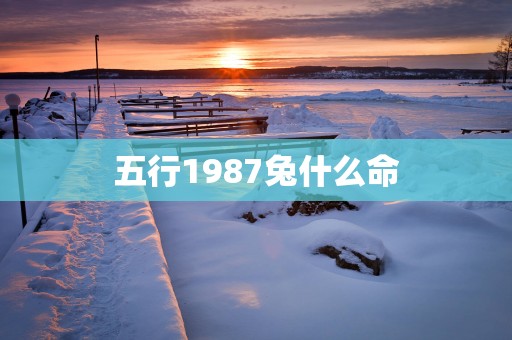五行1987兔什么命