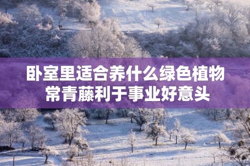 卧室里适合养什么绿色植物 常青藤利于事业好意头