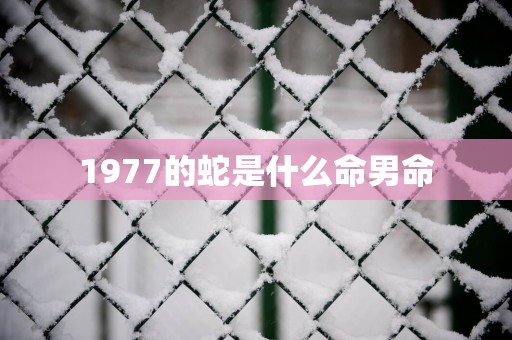 1977的蛇是什么命男命