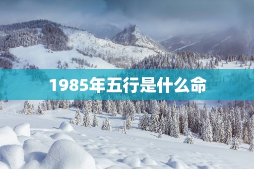 1985年五行是什么命