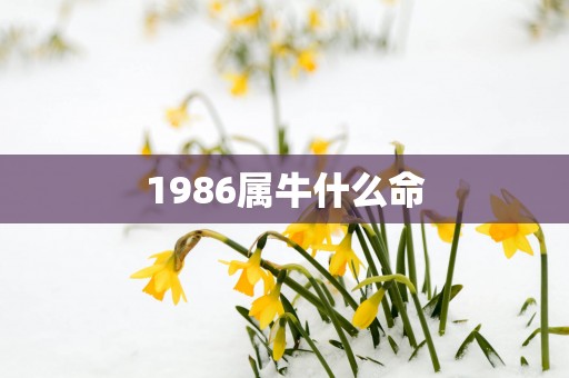 1986属牛什么命