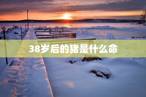 38岁后的猪是什么命