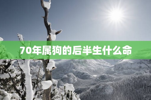 70年属狗的后半生什么命
