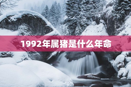 1992年属猪是什么年命 1992年属猪是什么年命