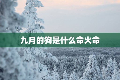 九月的狗是什么命火命