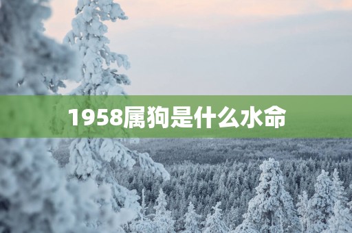 1958属狗是什么水命