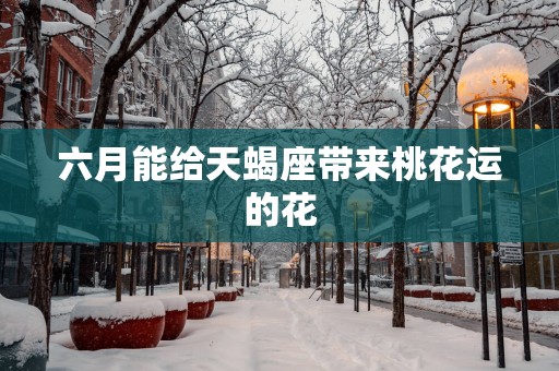 六月能给天蝎座带来桃花运的花