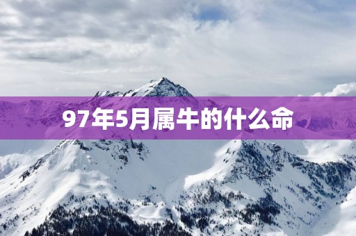97年5月属牛的什么命