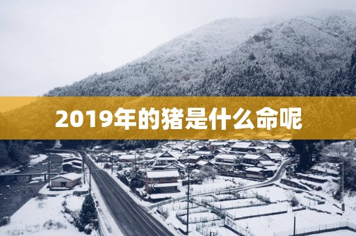 2019年的猪是什么命呢
