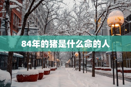 84年的猪是什么命的人