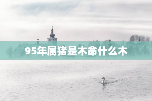 95年属猪是木命什么木