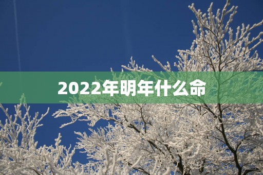 2025年明年什么命