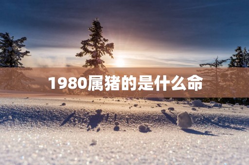 1980属猪的是什么命