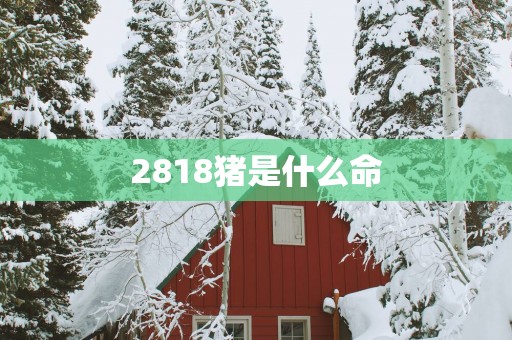 2818猪是什么命