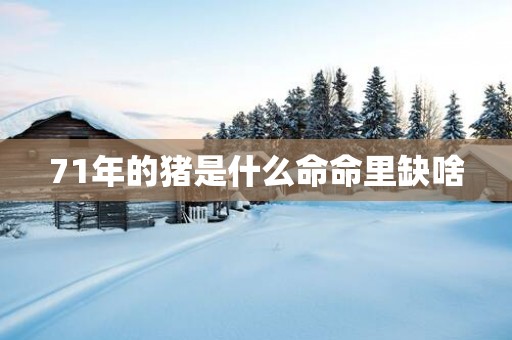 71年的猪是什么命命里缺啥